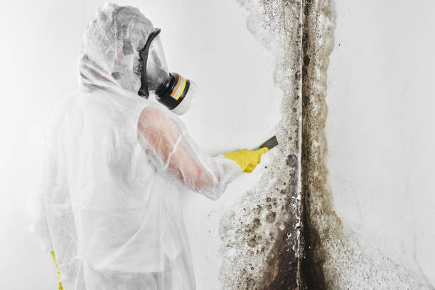 Best Mold Damage Repair  in Cochran, GA