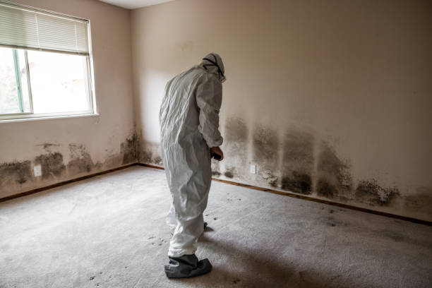 Best Mold Remediation Experts  in Cochran, GA
