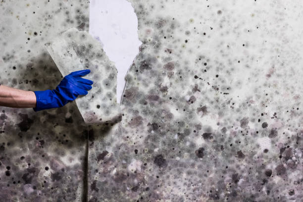 Best Local Mold Removal Service  in Cochran, GA